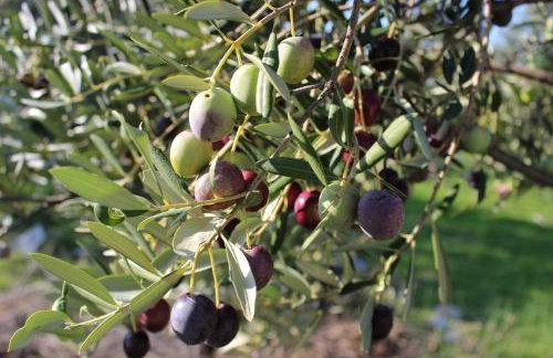 Sea garden Grilov - Foto 36