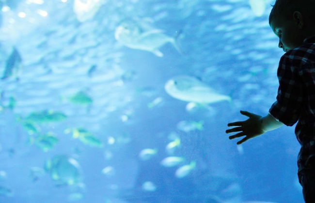 Entrada al acuario de Hurghada con transporte - Foto 1