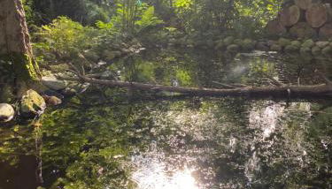 Ferienwohnung auf einem Resthof zentral gelegen mit viel Natur und Tieren - Foto 3