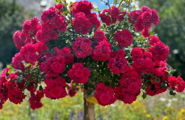 Gemütliche Ferienwohnung im Hunsrück - Foto 45