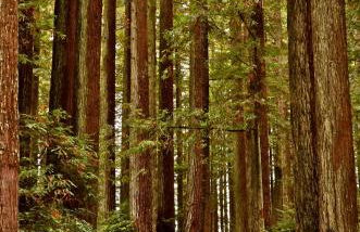 Amazing Oceanview 2 bedroom Oceanfront! by OceanviewHotTubs Shelter Cove, CA Tesla EV Station - Foto 57