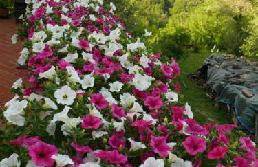 Agriturismo Podere La Casa - Foto 44