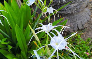 Casa Flora Garden Studio (Gite) - Foto 18