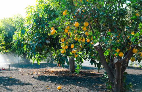 Bungalows - Villas Los Pajeros - Foto 21