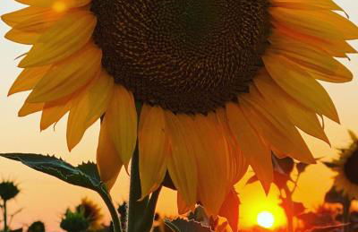 Agriturismo Podere Pizzicagallo - Foto 18