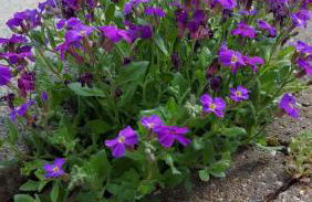 maison lo for - casa indipendente - Foto 32