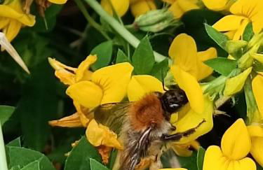 Ediths Haus - Foto 78