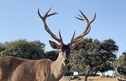 Casa rural El Nido de Despeñaperros - Foto 50