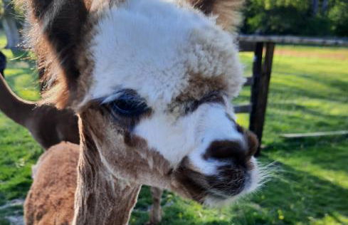 Owl Cabin - Photo 35