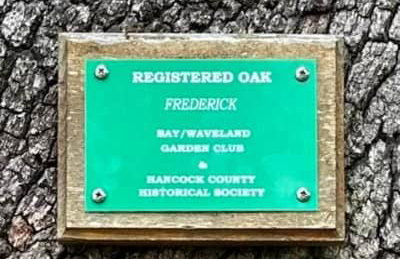 The Big Twisted Oaks - Foto 45