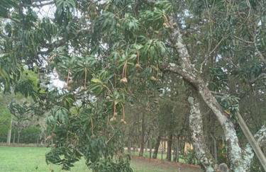 Chácara em São Pedro com piscina e churrasqueira - Foto 25