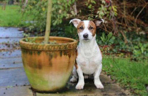 The Cosy West Wing, dog friendly - Foto 12