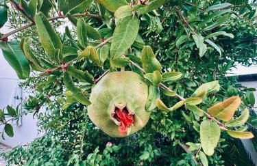 Villa Verde Salento - Foto 5