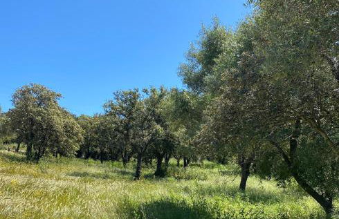 L'écrin des bois - Foto 20