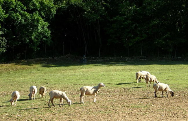 Fattoria Antica Forconia - Photo 16