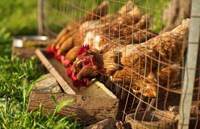 Masseria Ciavea - Photo 22