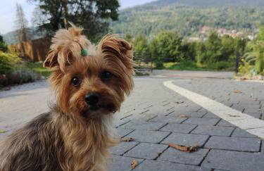 Makowy domek - Foto 6