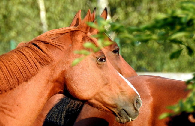 Villa Belvedere - Foto 8