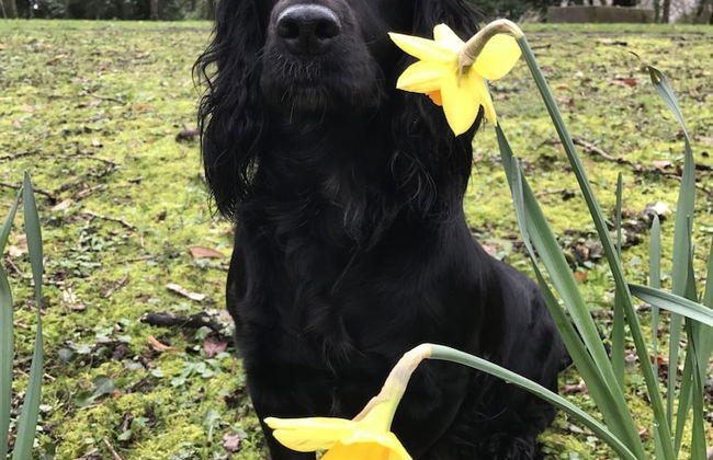 James' Place at Castle Cottage - Foto 19