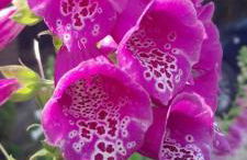 Rosehips at Kerensa, Naburn - Foto 24