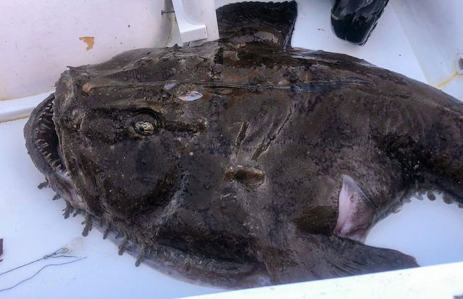 12 Person Holiday Home in Davik - Foto 26