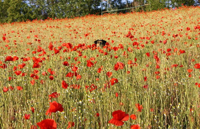 Apartment in Robertsdorf Near the Beach - Foto 23