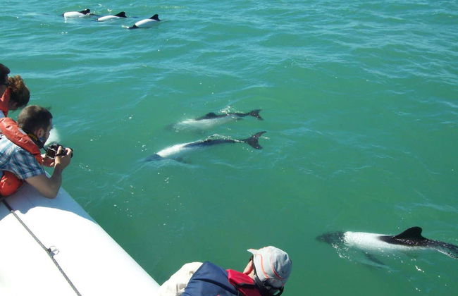 Punta Tombo Trip + Dolphin Spotting - Photo 6