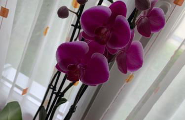 Ferienwohnung am Tivoli - Foto 5