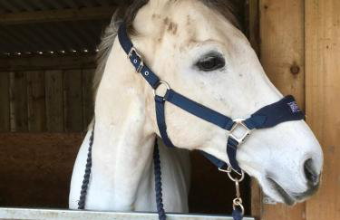 Higher Trewithen - Photo 53