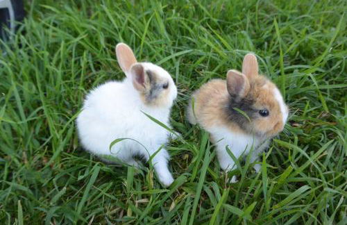 Veiter-Hof - Foto 53