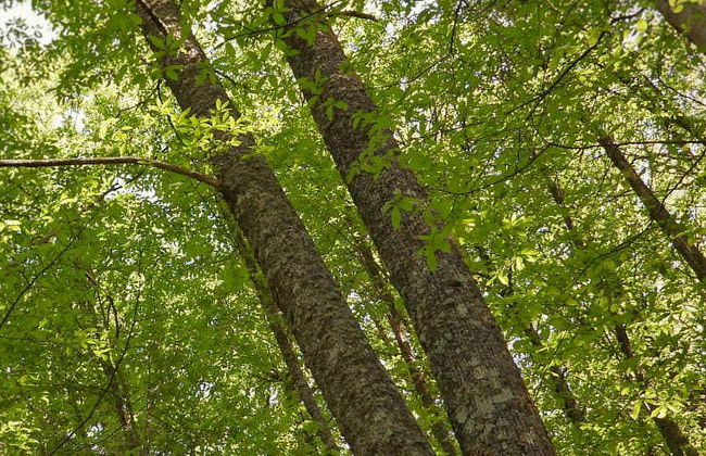 Senderismo por el valle del Ambroz - Foto 1