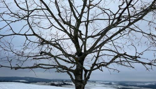 Eifel-Bau-Traum Schlich - Foto 4