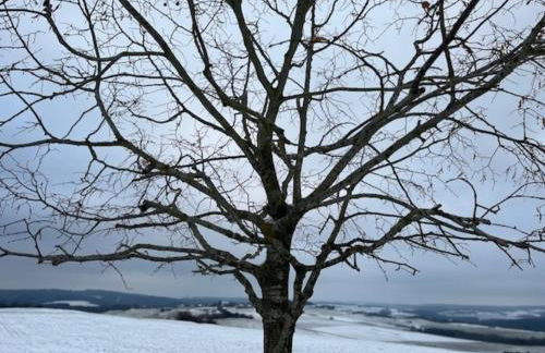 Eifel-Bau-Traum Schlich - Foto 4