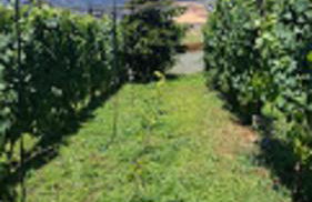 Vila Vinha - Photo 77