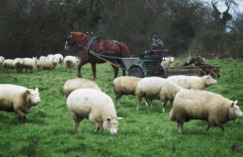 Ferme de Franqueville - Foto 32