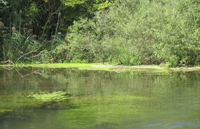 House Schwarzwaldblick Ettenheim - Foto 10
