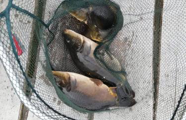 Domki nad stawem w Harszu - Foto 63