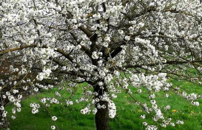 Casa Rural Cirerer - Foto 20