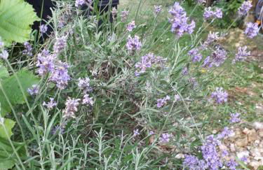 L’escale côté jardin - Foto 14