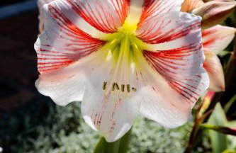 Villa Falkoni II - Foto 46