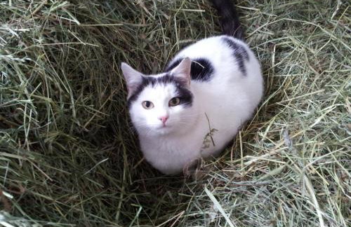 Obermoserhof - Foto 29