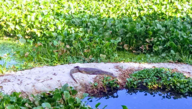 Osservando la fauna locale