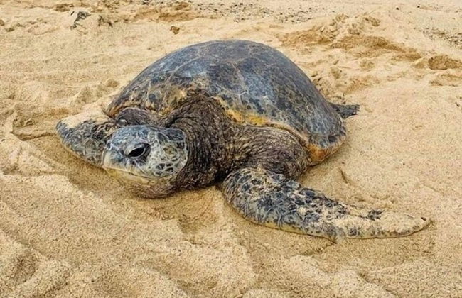 Kauai Villas At Poipu Kai E211 3 Bedroom Condo - Foto 36