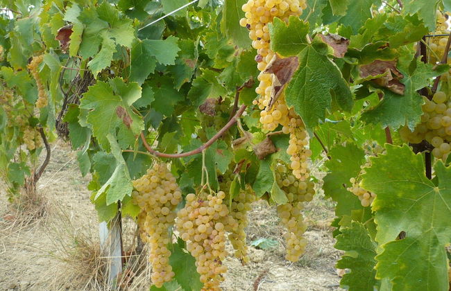 Agriturismo Biologico la Casa degli Gnomi - Foto 46