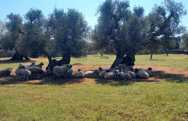 Tour en bicicleta por Monopoli - Foto 12