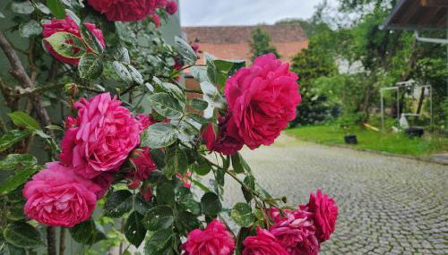 Familienfreundlich im Naturpark Haßberge mit gehobener Gastronomie - Foto 3, Garden, Garden view