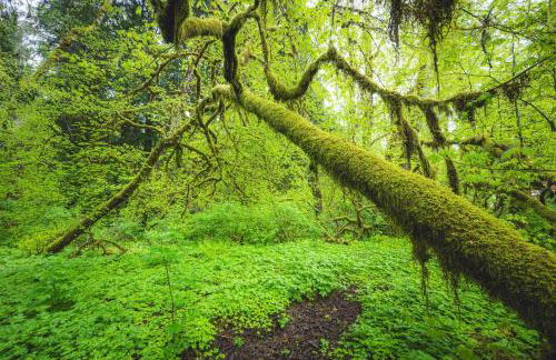 Rainforest Tiny Home Retreat Farm House - Foto 14