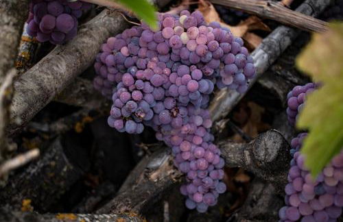 Apartamentos Cedro Alto - Photo 79