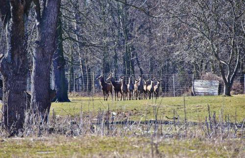 Domek Hrabiego -domek nr 1 - Photo 17