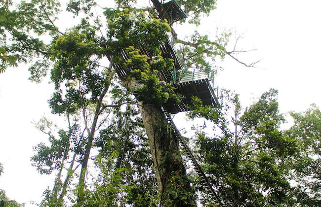 Green Jungle House - Photo 75